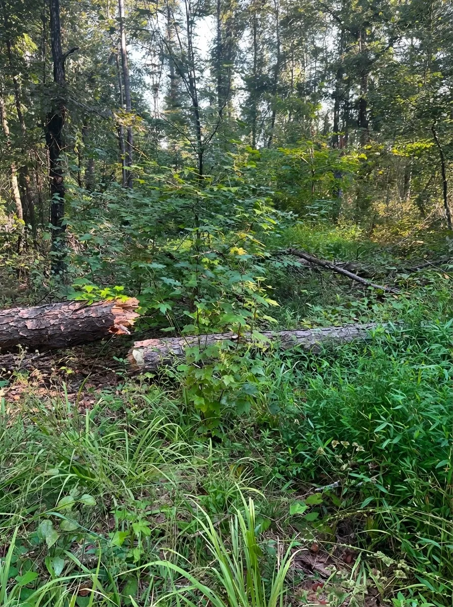 Wooded area choked with brush and fallen logs before clearing
