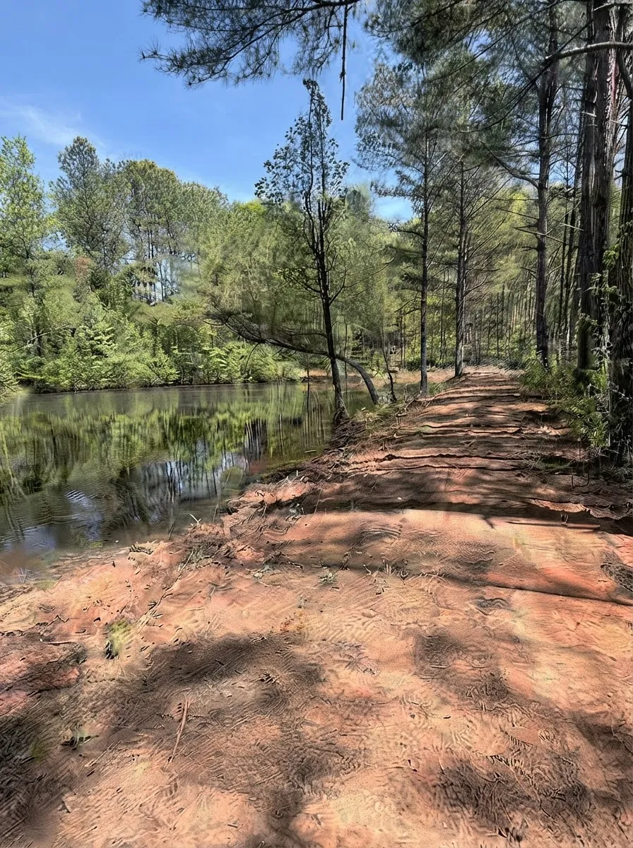 Widened, cleared road through pines beside a pond