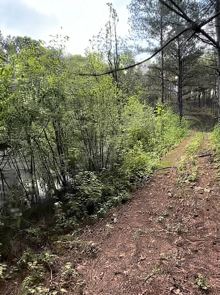Overgrown road running through a pine stand before clearing